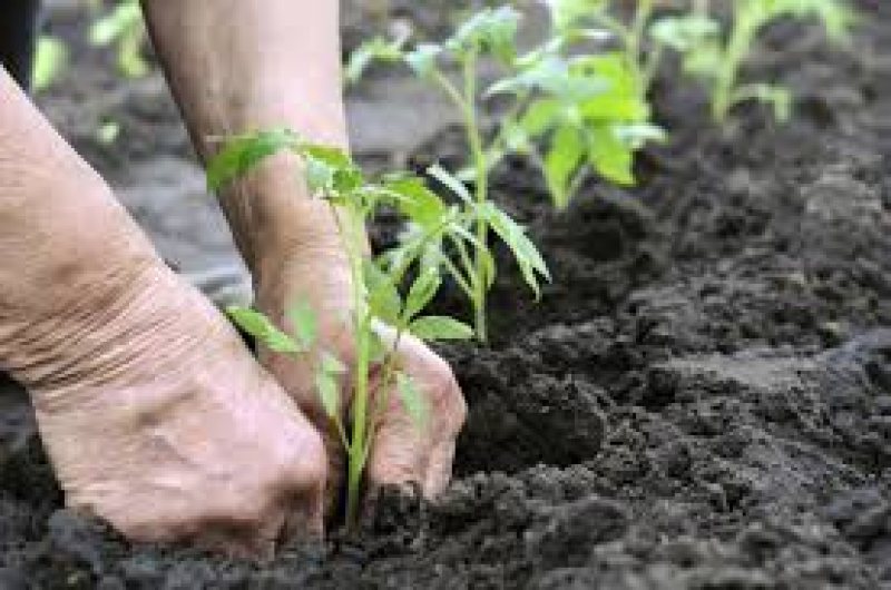 MARAMUREȘ: Peste 32.000 de cereri de subvenții în agricultură au fost depuse până acum MARAMUREȘ: Peste 32.000 de cereri de subvenții în agricultură au fost depuse până acum