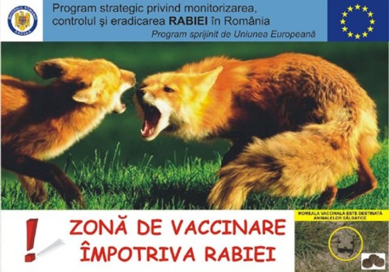MARAMUREȘ: A început vaccinarea vulpilor MARAMUREȘ: A început vaccinarea vulpilor
