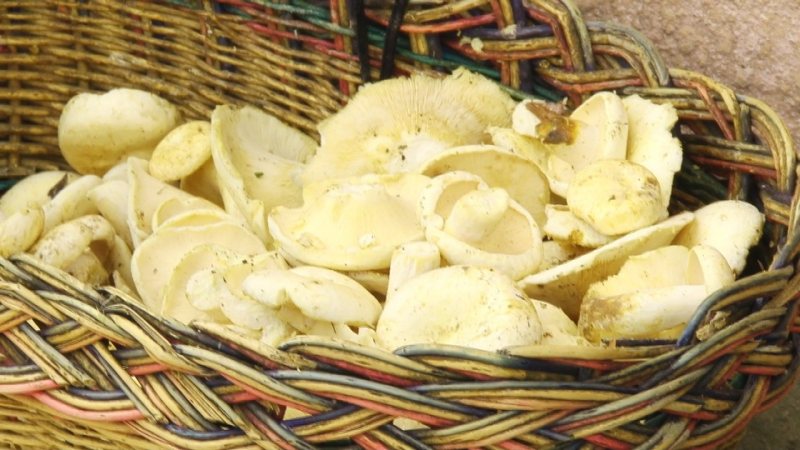 SIGHET:Atenție la ce ciuperci cumpărați! SIGHET:Atenție la ce ciuperci cumpărați!