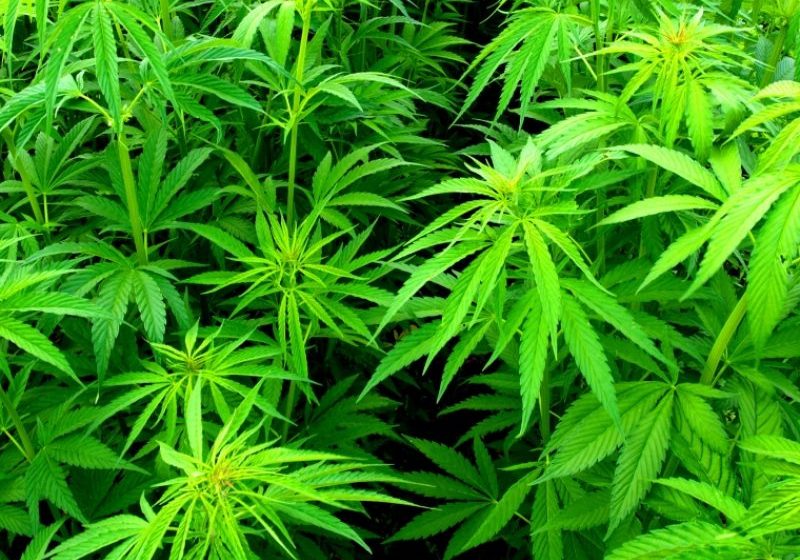 MARAMURES: Cultura de cannabis descoperita de procurorii DIICOT intr-o hala din judet