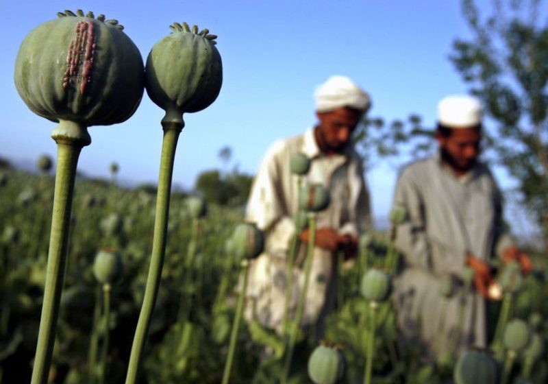 ONU: Producția mondială de opium a atins cel mai ridicat nivel din ultimii 85 de ani ONU: Producția mondială de opium a atins cel mai ridicat nivel din ultimii 85 de ani