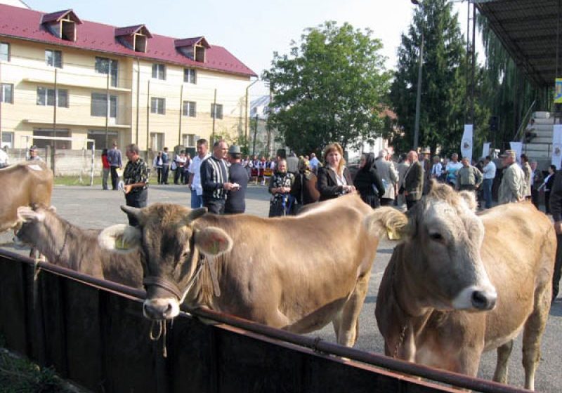 SIGHET: Mâine şi poimâine are loc adunarea generală a reprezentanţilor Federaţiei Europene pentru Rasa Brună SIGHET: Mâine şi poimâine are loc adunarea generală a reprezentanţilor Federaţiei Europene pentru Rasa Brună