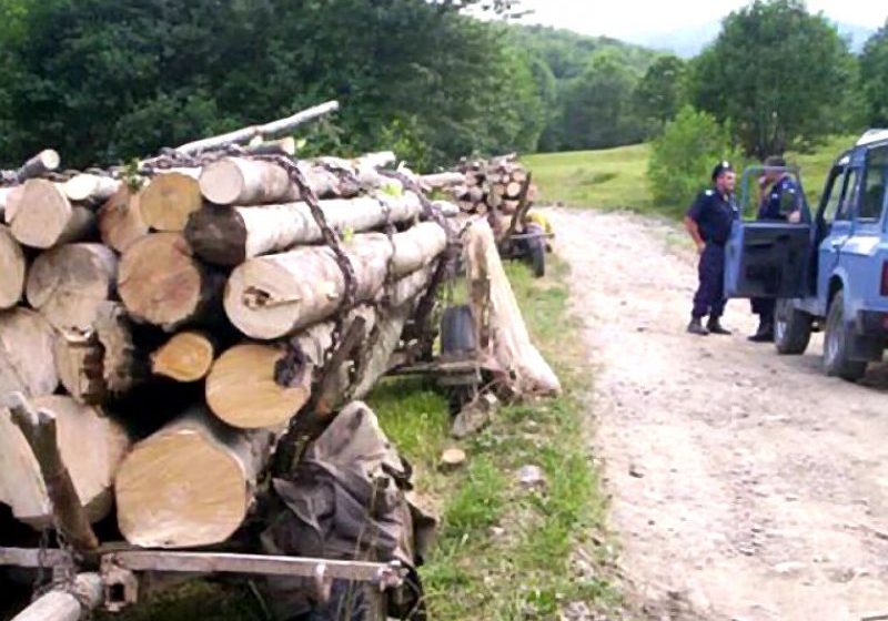 MARAMUREŞ: Doi bărbaţi s-au ales cu dosar penal pentru comiterea infracţiunilor de tăiere fără drept şi furt de arbori MARAMUREŞ: Doi bărbaţi s-au ales cu dosar penal pentru comiterea infracţiunilor de tăiere fără drept şi furt de arbori