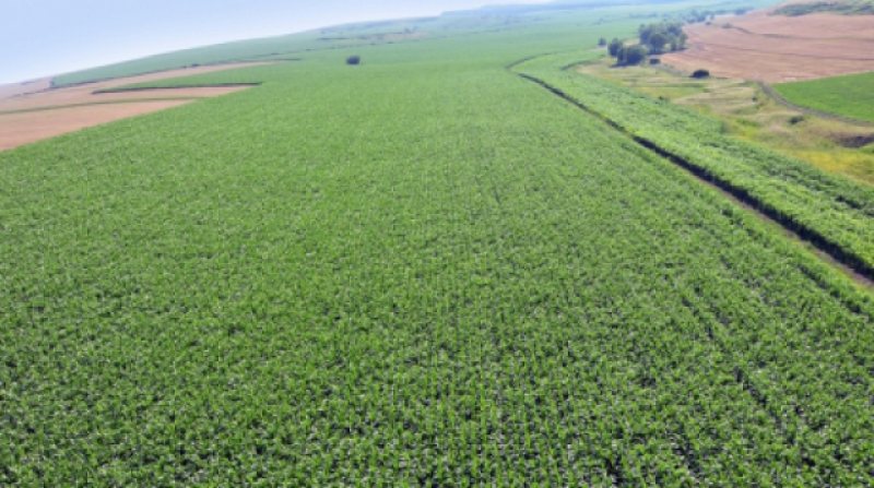 CERERI: Fermierii au solicitat subvenții europene pentru 8,4 milioane hectare, până la 15 iunie CERERI: Fermierii au solicitat subvenții europene pentru 8,4 milioane hectare, până la 15 iunie