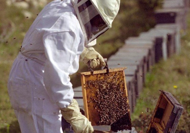 SIGHET: Anul apicol 2015 este unul bun, însă cu toate acestea preţul mierii a mai crescut