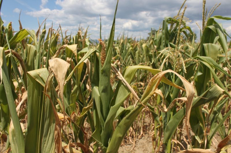 DESPĂGUBIRI: Producătorii agricoli cer sprijinul Ministerului Agriculturii pentru compensarea pierderilor cauzate de secetă DESPĂGUBIRI: Producătorii agricoli cer sprijinul Ministerului Agriculturii pentru compensarea pierderilor cauzate de secetă