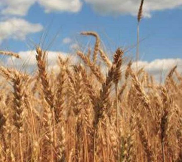 BACIU (LAPAR): Producțiile de grâu, porumb, rapiță și floarea soarelui sunt mult mai mici față de 2014