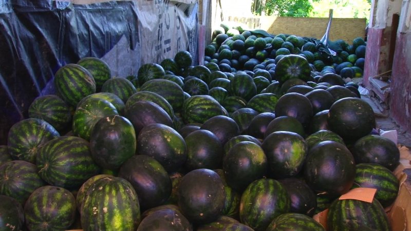 SIGHET: A apărut lubeniţa de Dăbuleni. Vezi cât costă un kilogram SIGHET: A apărut lubeniţa de Dăbuleni. Vezi cât costă un kilogram