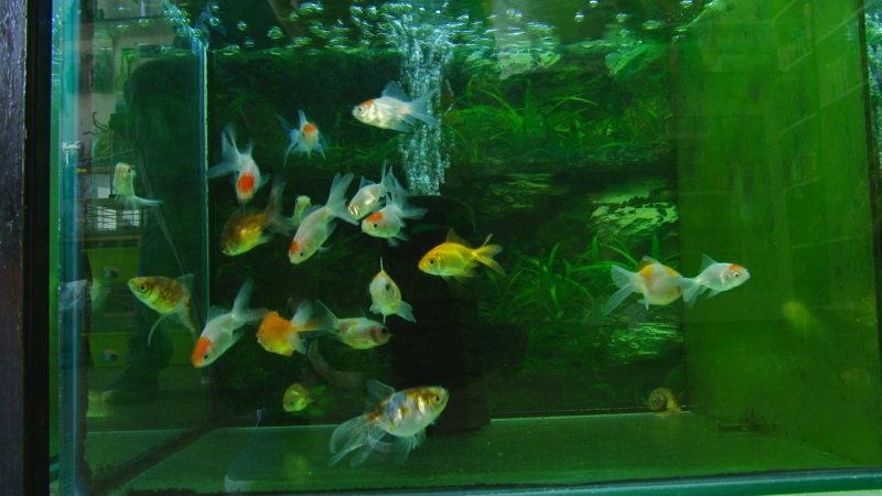 SIGHET: Lumea renunţă la animalele de companie în detrimentul altor cheltuieli. Află despre ce este vorba SIGHET: Lumea renunţă la animalele de companie în detrimentul altor cheltuieli. Află despre ce este vorba