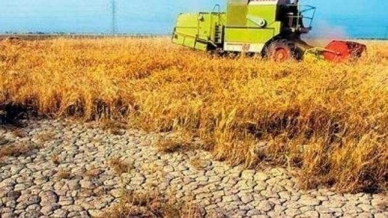 VASLUI: Pagube însemnate pentru agricultori, peste 48.000 de hectare afectate de secetă VASLUI: Pagube însemnate pentru agricultori, peste 48.000 de hectare afectate de secetă