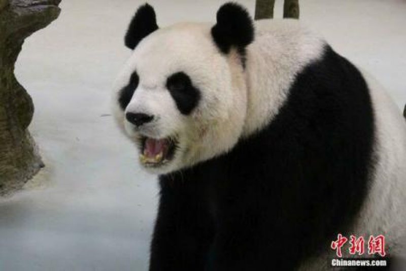 CHINA: O ursoaică panda de la grădina zoologică din Taipei a simulat o sarcină pentru a primi mai multă atenție CHINA: O ursoaică panda de la grădina zoologică din Taipei a simulat o sarcină pentru a primi mai multă atenție
