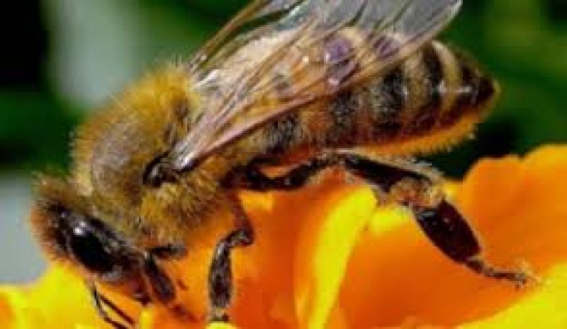 STUDIU: Albinele sunt "vaccinate" în mod natural de regină pentru a rezista bolilor STUDIU: Albinele sunt "vaccinate" în mod natural de regină pentru a rezista bolilor