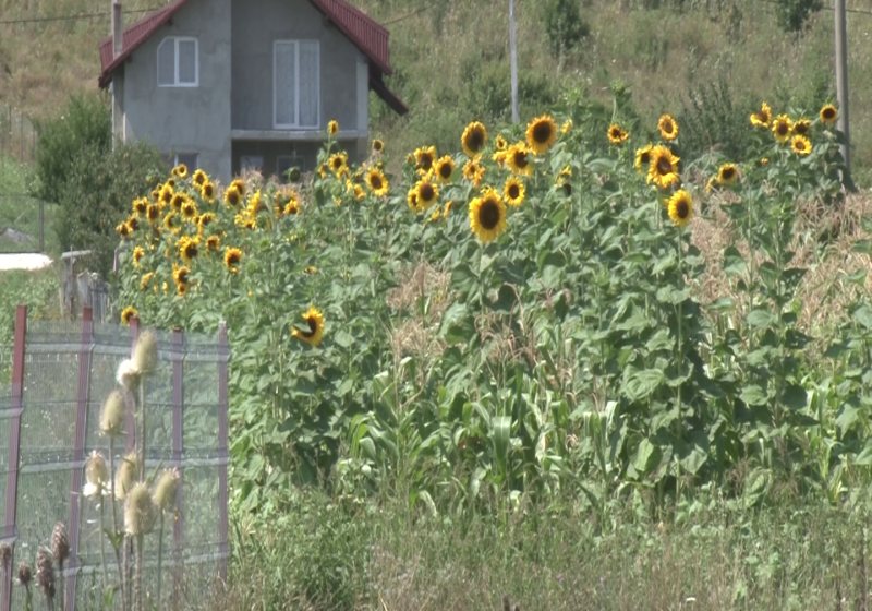 TIMIŞ: Zeci de mii de hectare de culturi agricole, afectate de secetă