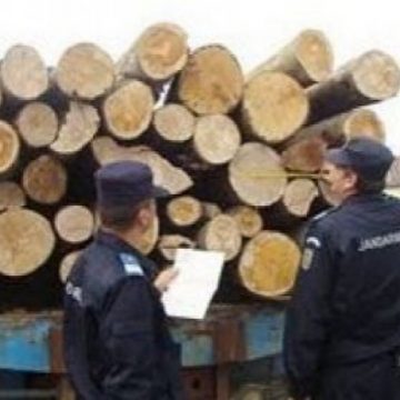 Un nou demers împotriva tăierilor ilegale de păduri