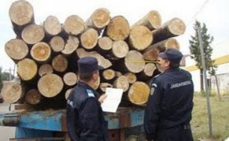 Un nou demers împotriva tăierilor ilegale de păduri Un nou demers împotriva tăierilor ilegale de păduri