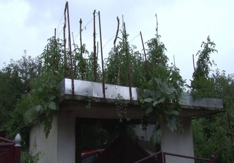 REPORTAJUL ZILEI: Un pensionar face agricultură pe… garaj!