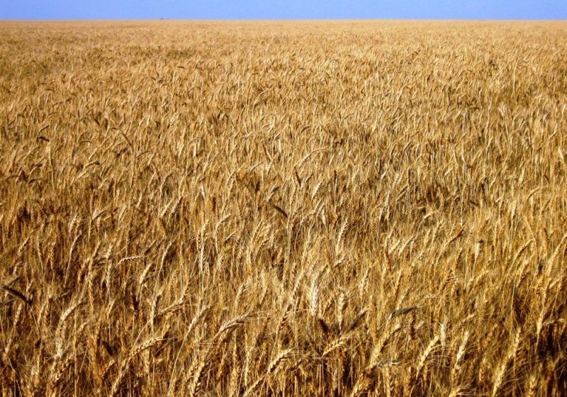 VESTE BUNĂ: UE se pregătește de o recoltă bună la grâu datorită producției record din Franța