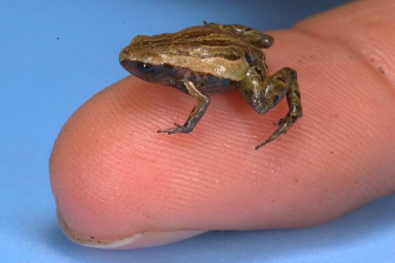 DESCOPERIRE: O nouă specie de broască, descoperită în Anzii peruani DESCOPERIRE: O nouă specie de broască, descoperită în Anzii peruani