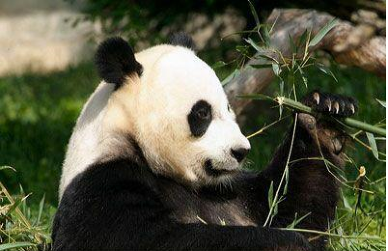 INEDIT: Doi pui de urs panda gigant s-au născut la grădina zoologică din Washington INEDIT: Doi pui de urs panda gigant s-au născut la grădina zoologică din Washington
