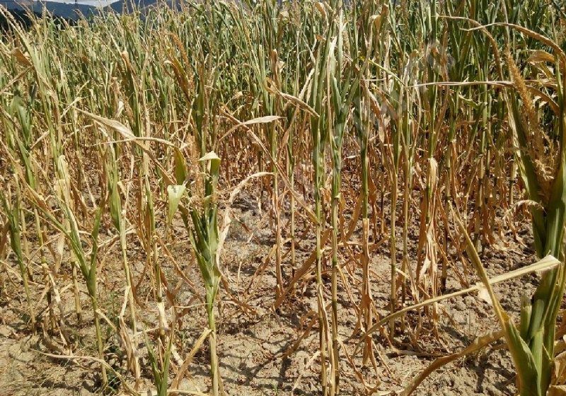 PRO AGRO: Producătorii din sectorul vegetal afectați de secetă vor fi despăgubiți PRO AGRO: Producătorii din sectorul vegetal afectați de secetă vor fi despăgubiți