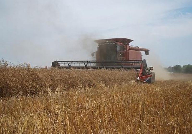 MARAMUREȘ: Ce s-a cultivat și ce s-a recoltat. Ce culturi și în ce măsură au fost afectate de secetă MARAMUREȘ: Ce s-a cultivat și ce s-a recoltat. Ce culturi și în ce măsură au fost afectate de secetă