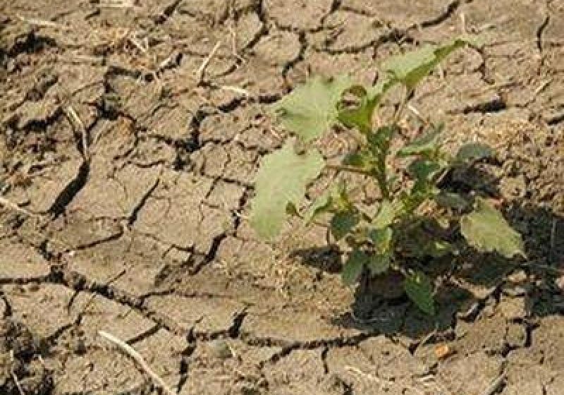 AGROMETEO: Lucrările agricole în câmp se vor desfășura cu dificultate din cauza secetei pedologice, în intervalul 11-17 august
