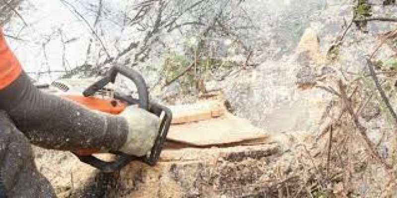 MARAMUREŞ: 24 de persoane sancţionate pentru tăieri ilegale de arbori MARAMUREŞ: 24 de persoane sancţionate pentru tăieri ilegale de arbori