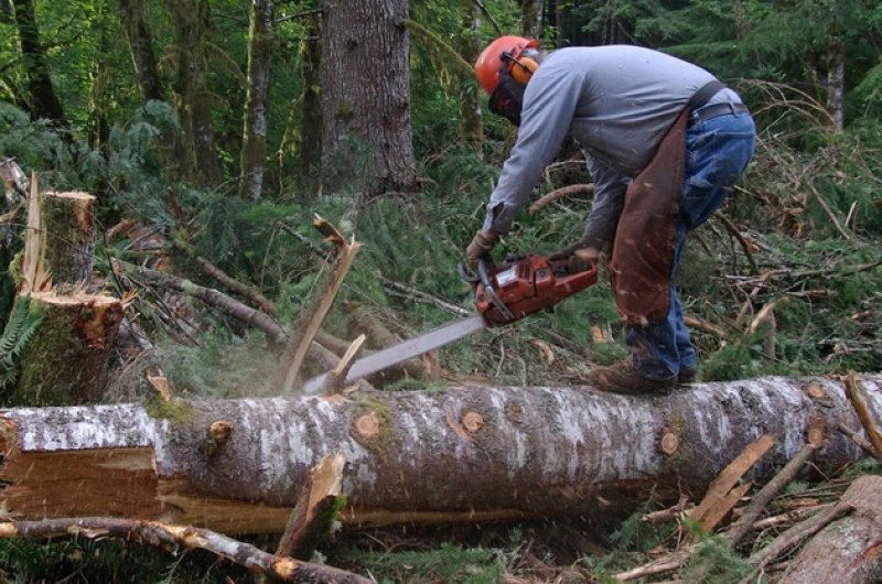 BORŞA: 28 de sancţiuni contravenţionale în valoare de aproximativ 9.000 lei au aplicat poliţiştii pentru nereguli la fondul forestier BORŞA: 28 de sancţiuni contravenţionale în valoare de aproximativ 9.000 lei au aplicat poliţiştii pentru nereguli la fondul forestier