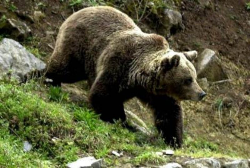 CAVNIC: Patru persoane care se aflau la cules de fructe de pădure au fosat atacate de doi urşi CAVNIC: Patru persoane care se aflau la cules de fructe de pădure au fosat atacate de doi urşi