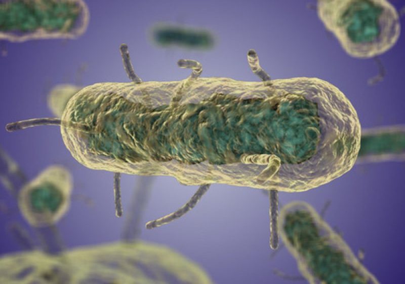 REUTERS: Bacteria "Morţii Negre" a afectat omenirea încă din Epoca Bronzului REUTERS: Bacteria "Morţii Negre" a afectat omenirea încă din Epoca Bronzului