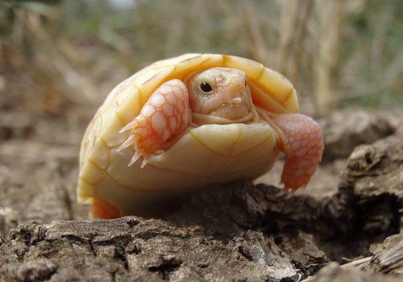 FENOMEN RARISIM: Un pui de broască țestoasă albinoasă a venit pe lume într-un parc natural din Franța