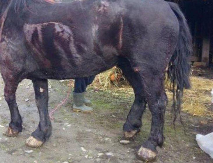BORŞA: Cei doi borşeni care au tăiat un cal cu drujba au fost reţinuţi de poliţişti