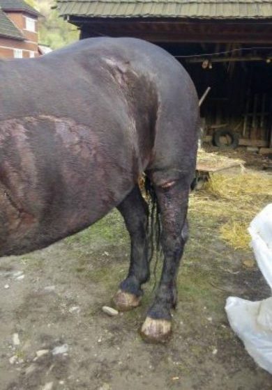 ȘOCANT: Doi borșeni beți au legat un cal de tractor și l-au târât mai mulți metri, după care i-au provocat tăieturi cu drujba