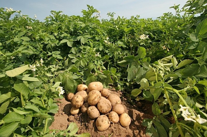 CERCETĂTORI: Soiuri noi de cartof rezistente la schimbările climatice, produse de cercetătorii institutului de profil de la Brașov CERCETĂTORI: Soiuri noi de cartof rezistente la schimbările climatice, produse de cercetătorii institutului de profil de la Brașov