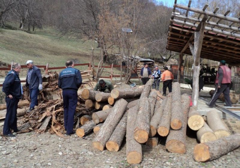 MARAMUREŞ: Instalaţii de debitare a lemnului verificate şi lemn transportat ilegal confiscat de poliţişti