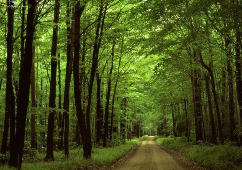 STUDIU: Densitatea copacilor de la marginea străzilor influențează sănătatea fizică și psihică