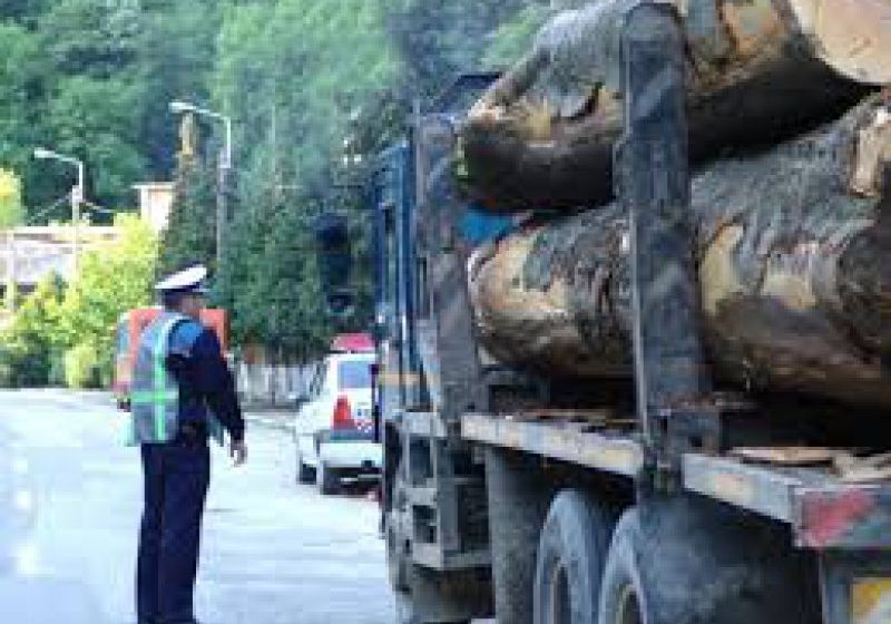 BUDEŞTI: Material lemnos confiscat şi dosar penal pentru infracţiuni silvice