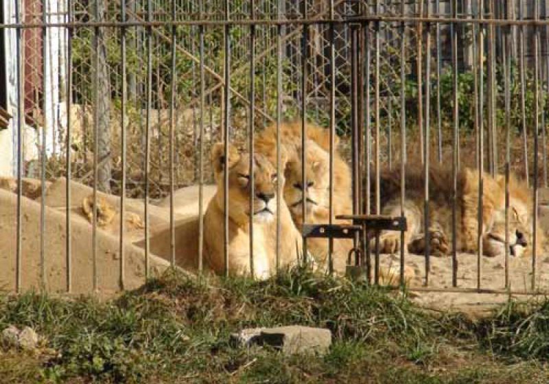 BAIA MARE: Cei cinci lei de la fosta grădină zoologică au fost trimiși spre o rezervație din Africa de Sud BAIA MARE: Cei cinci lei de la fosta grădină zoologică au fost trimiși spre o rezervație din Africa de Sud