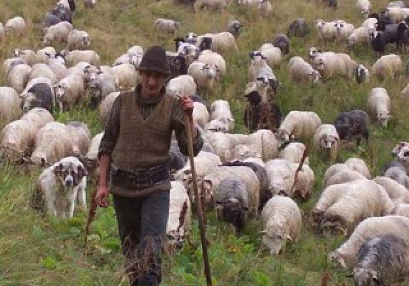 MARAMUREȘ: Obiceiuri și superstiții de Sfântul Dumitru MARAMUREȘ: Obiceiuri și superstiții de Sfântul Dumitru