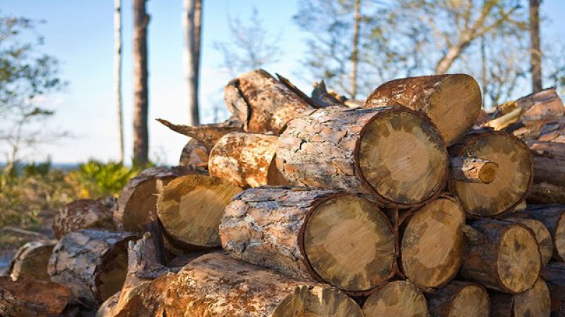 RAPORT GREENPEACE ROMÂNIA: Prejudiciu de aproape 231 milioane de lei din tăierile ilegale de pădure, în perioada 2013-2014 RAPORT GREENPEACE ROMÂNIA: Prejudiciu de aproape 231 milioane de lei din tăierile ilegale de pădure, în perioada 2013-2014