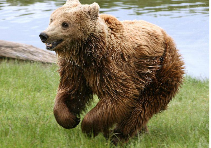 MARAMUREŞ: Cum să ne ferim de animale atunci când suntem în pădure? Vezi cu ce sfaturi vin jandarmii