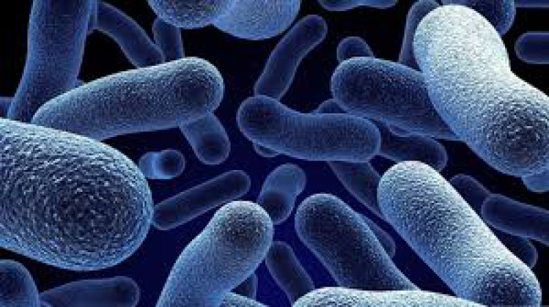 STUDIU: Bacterii intestinale care produc proteine ce acționează asupra senzației de sațietate STUDIU: Bacterii intestinale care produc proteine ce acționează asupra senzației de sațietate