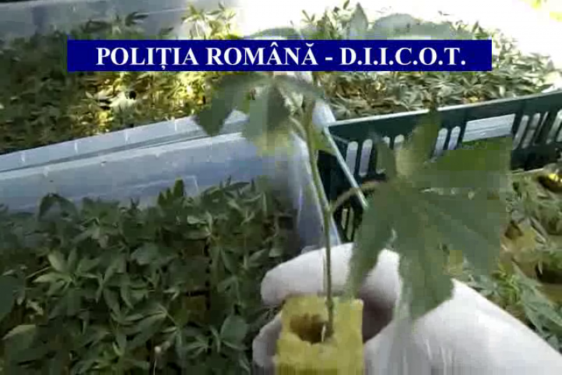 CANNABIS LA PLICULEŢ: Drogurile ar fi fost aduse din Spania prin firme de curierat CANNABIS LA PLICULEŢ: Drogurile ar fi fost aduse din Spania prin firme de curierat