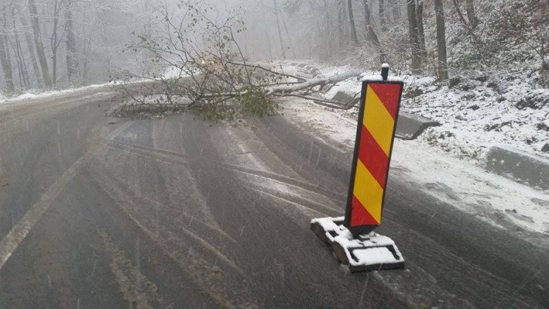 ÎN VOIA SORȚII: Un copac căzut pe DN 18 a fost semnalizat…și atât ÎN VOIA SORȚII: Un copac căzut pe DN 18 a fost semnalizat…și atât