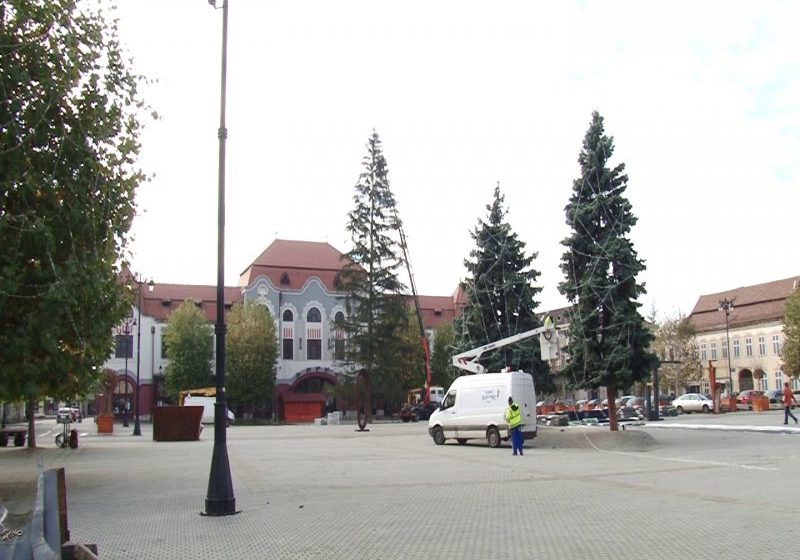 BAIA MARE: Operațiunea bradul, finalizată BAIA MARE: Operațiunea bradul, finalizată