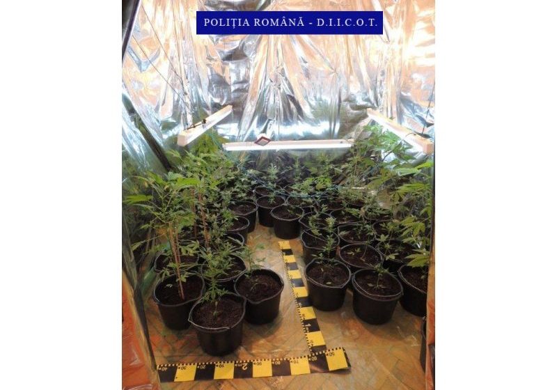 DROGURI PRIN COLET: 6 tineri specializaţi în trafic de cannabis, prinşi de oamenii legii