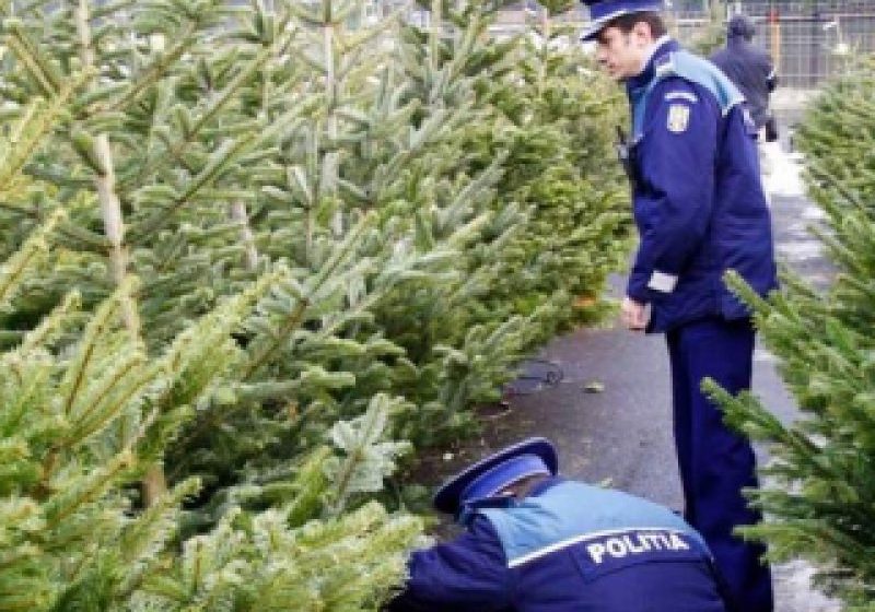 SUCIU DE SUS: Pomi de Crăciun confiscaţi de poliţişti SUCIU DE SUS: Pomi de Crăciun confiscaţi de poliţişti
