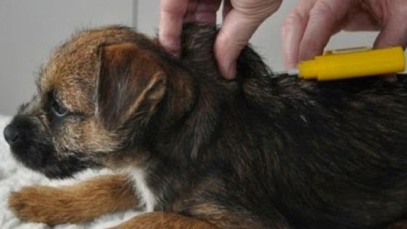 MARAMUREȘ: Proprietarii de câini sunt obligați să-și vaccineze antirabic animalele MARAMUREȘ: Proprietarii de câini sunt obligați să-și vaccineze antirabic animalele