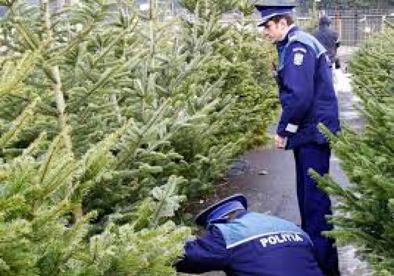 SIGHET: Polițiștii sunt cu ochii pe cei care vând brazi