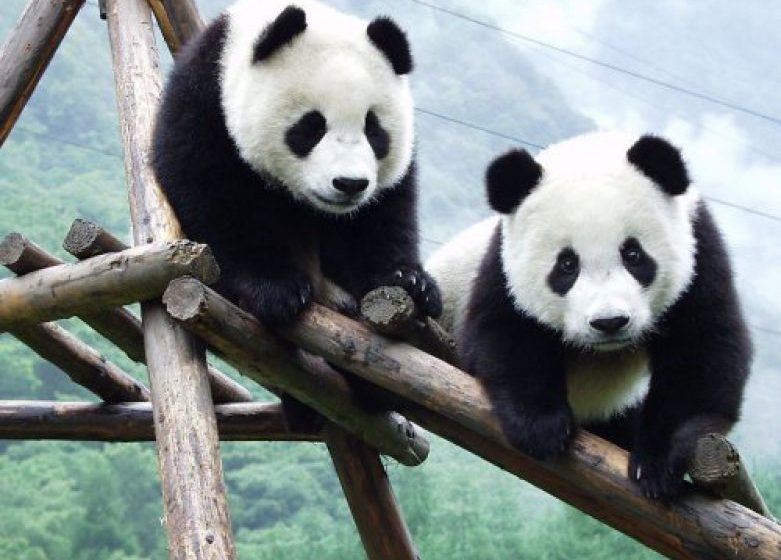 STUDIU: Urșii panda gigant se reproduc mai bine dacă își aleg partenerul